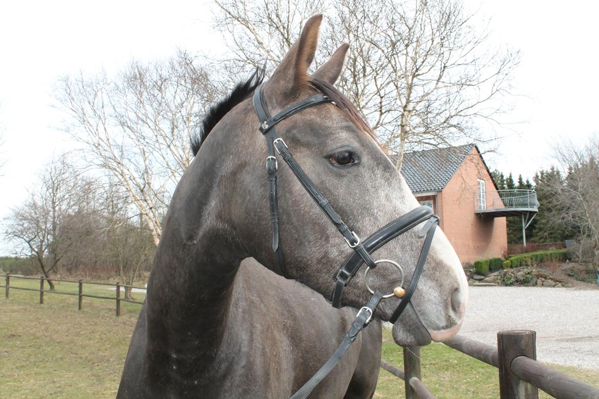 Anden særlig race Stendalsgaards d'luxe [Himmelhest] - Nu kan man efterhånden godt se, at D'luxe så småt begynder at skimle... 21.04.2013 billede 10