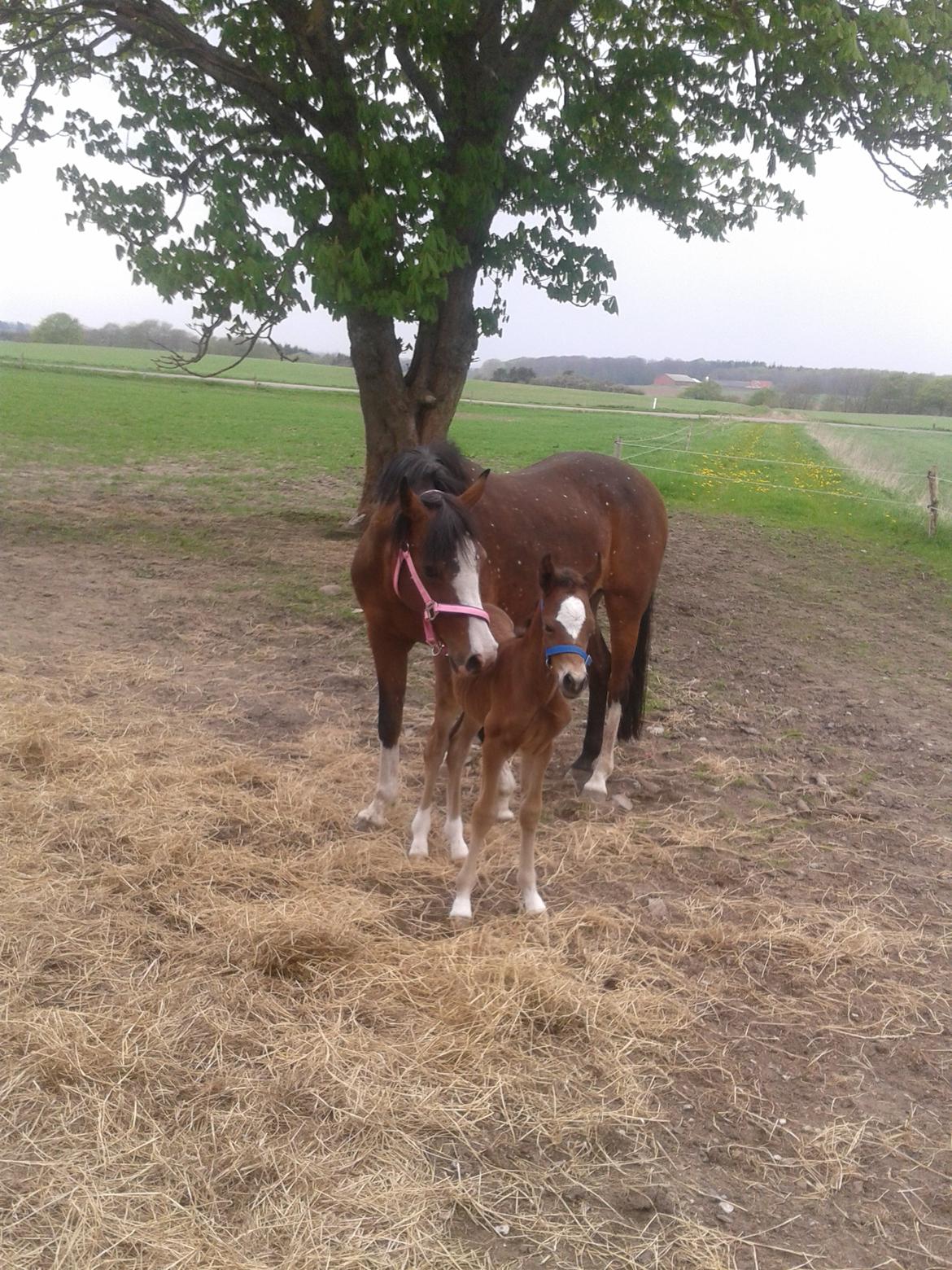 Anden særlig race Nørregaardens Lorenzo billede 1