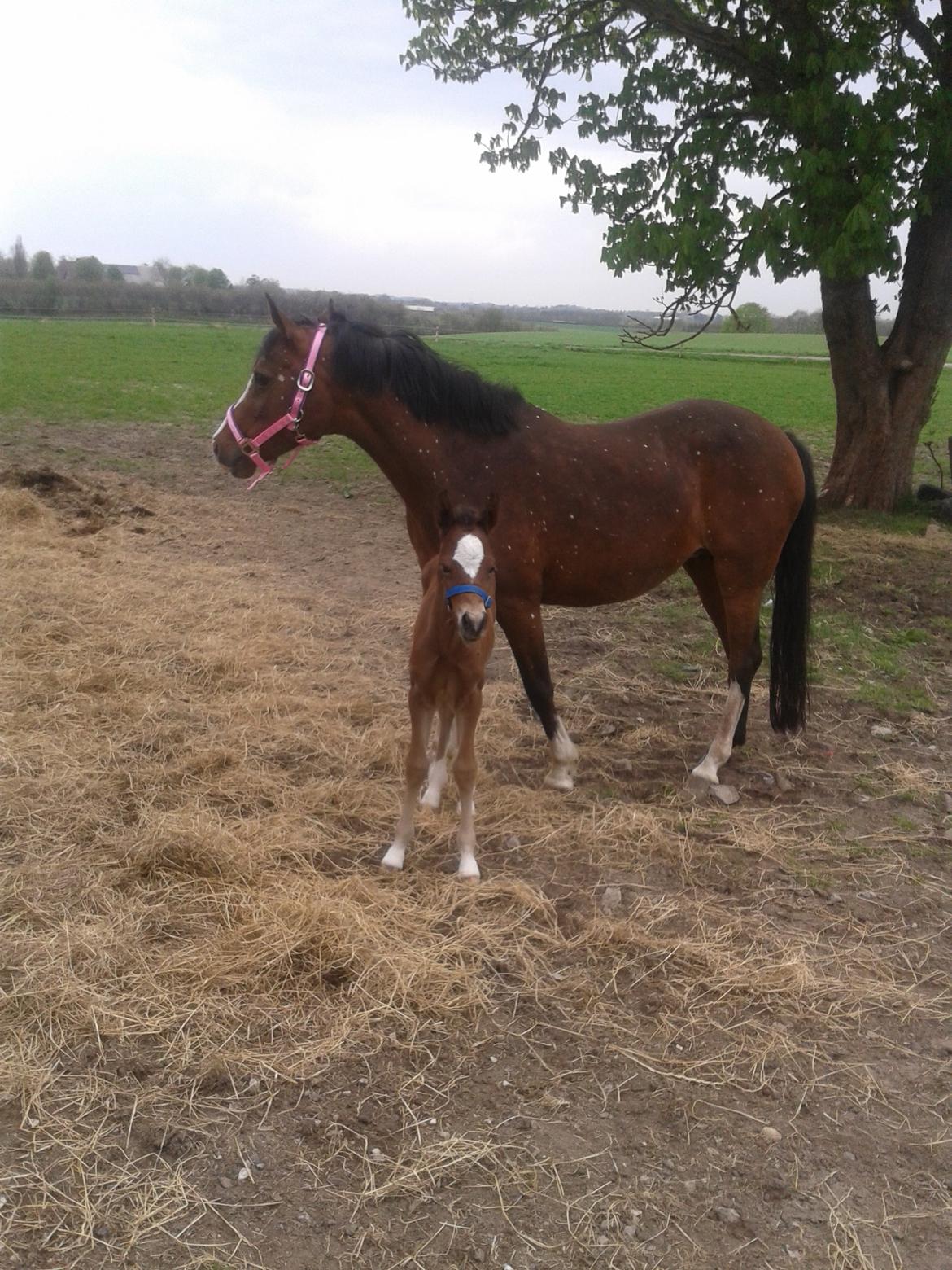 Anden særlig race Nørregaardens Lorenzo billede 2