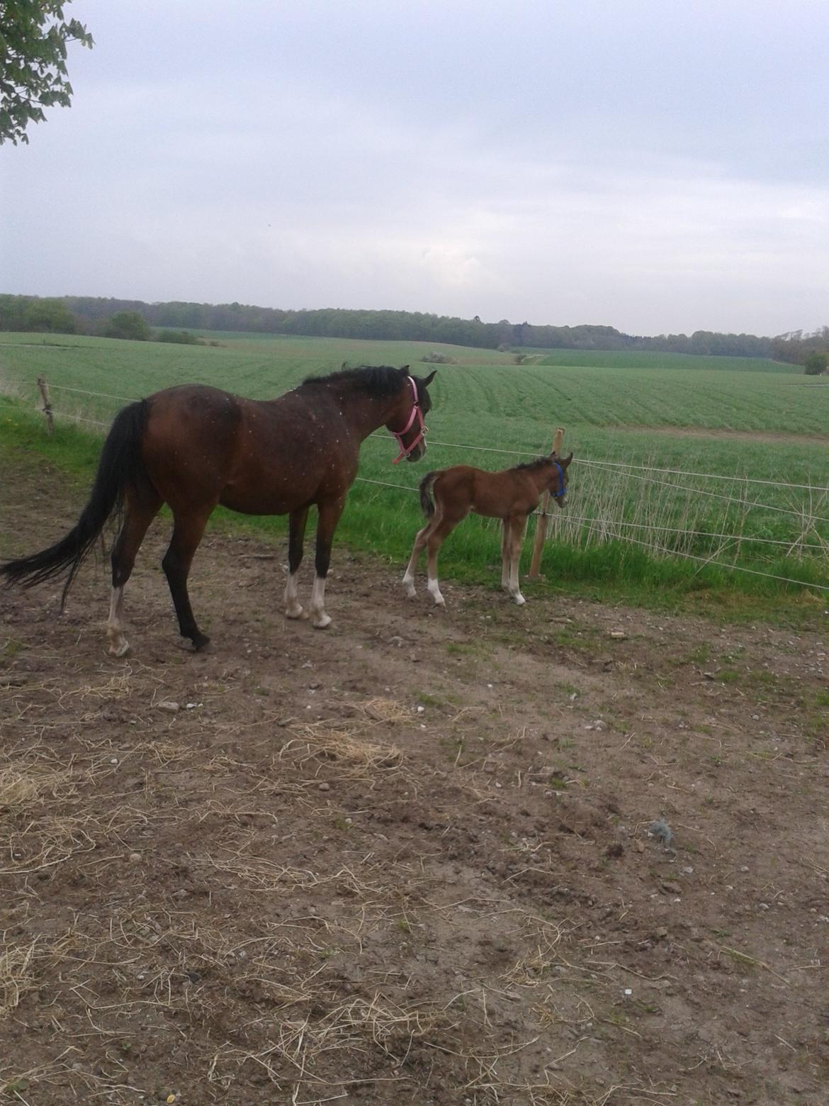 Anden særlig race Nørregaardens Lorenzo billede 3