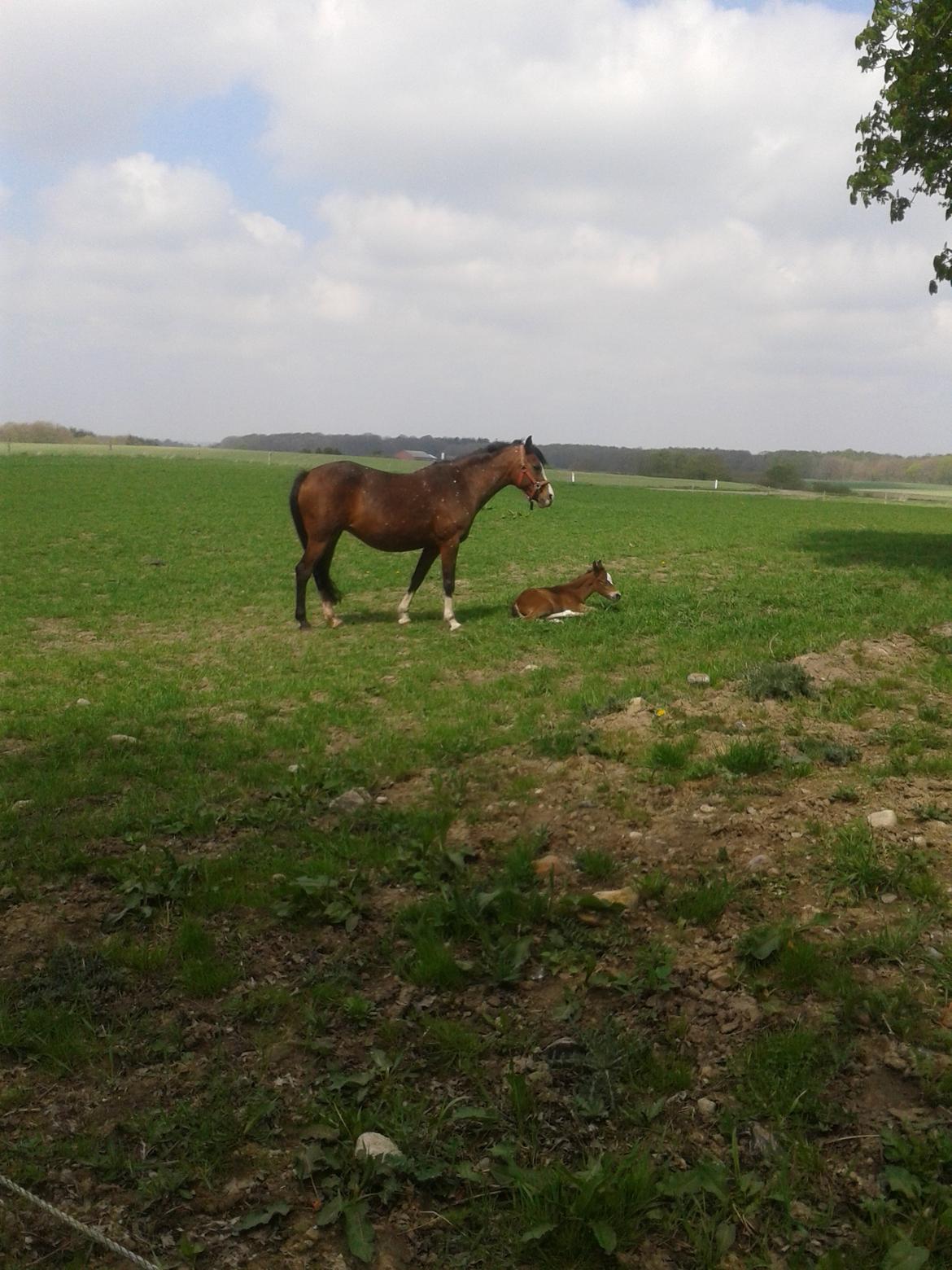 Anden særlig race Nørregaardens Lorenzo billede 4