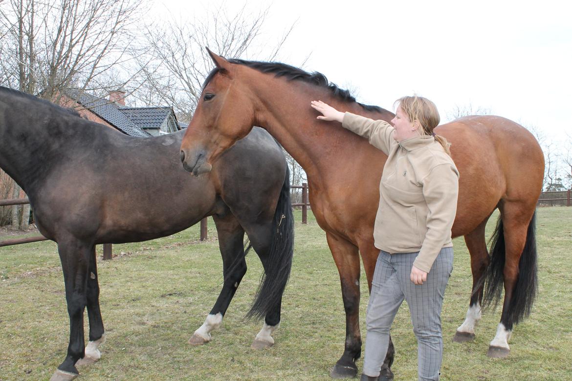 Dansk Varmblod Salter tranebo - Salter & jeg ;-) 21.04.2013 billede 3