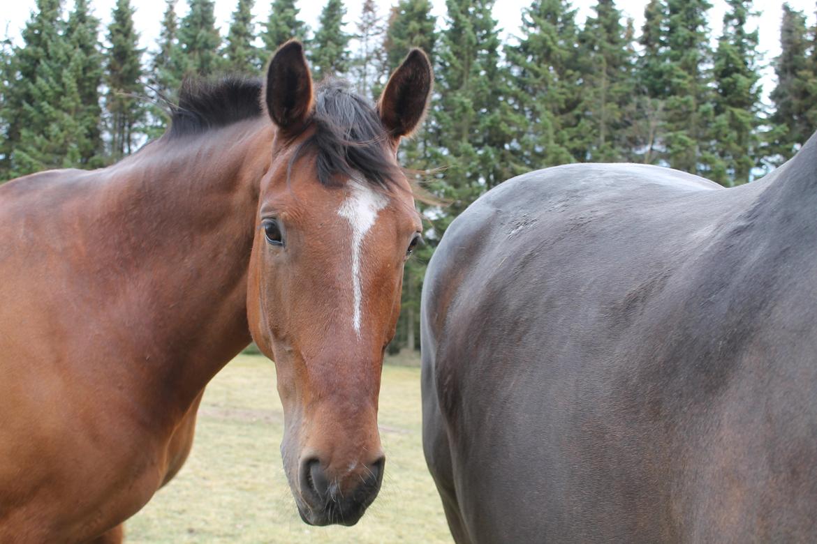 Dansk Varmblod Salter tranebo - 21.04.2013 billede 5