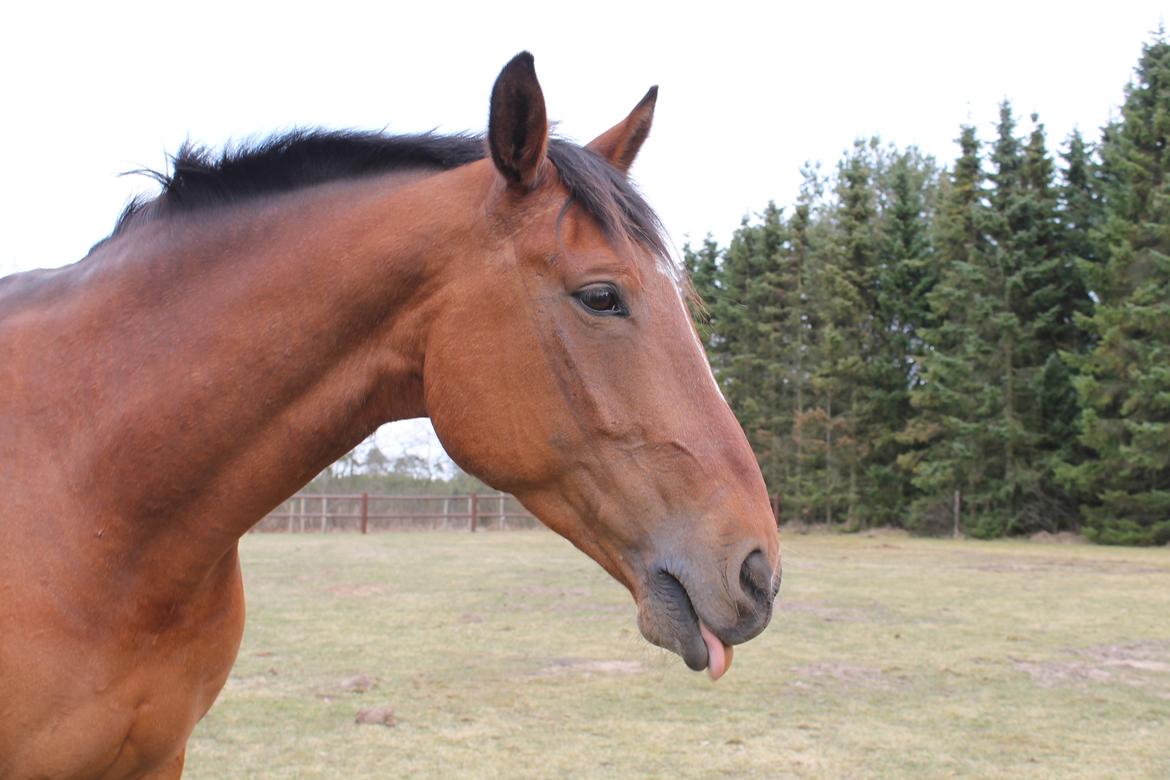 Dansk Varmblod Salter tranebo - 21.04.2013 billede 6