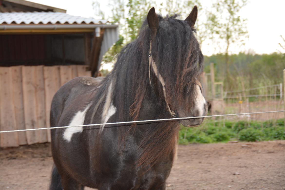 Irish Cob Troelsegaardens Dexter billede 16