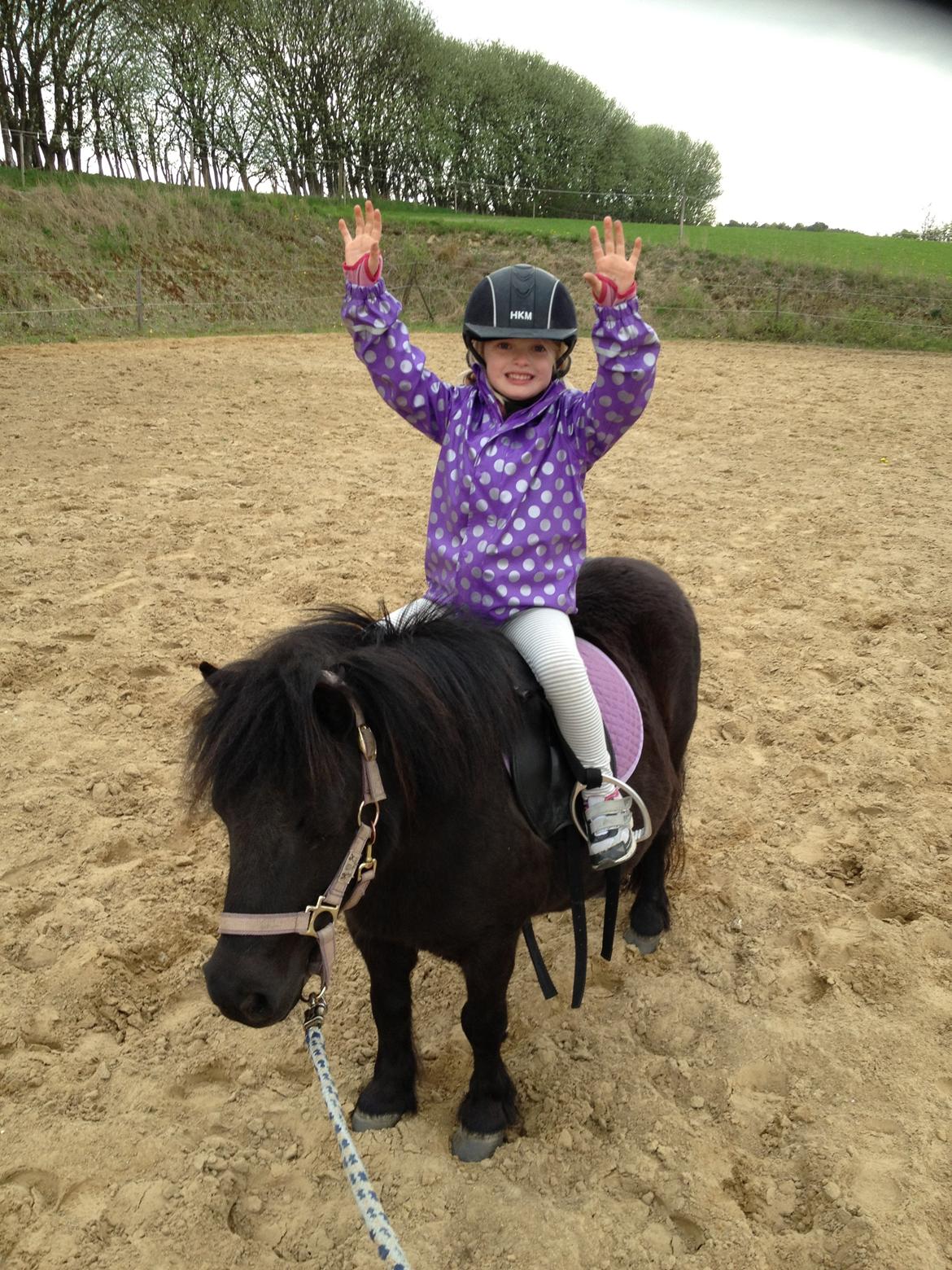 Shetlænder Rikke - No hands billede 16