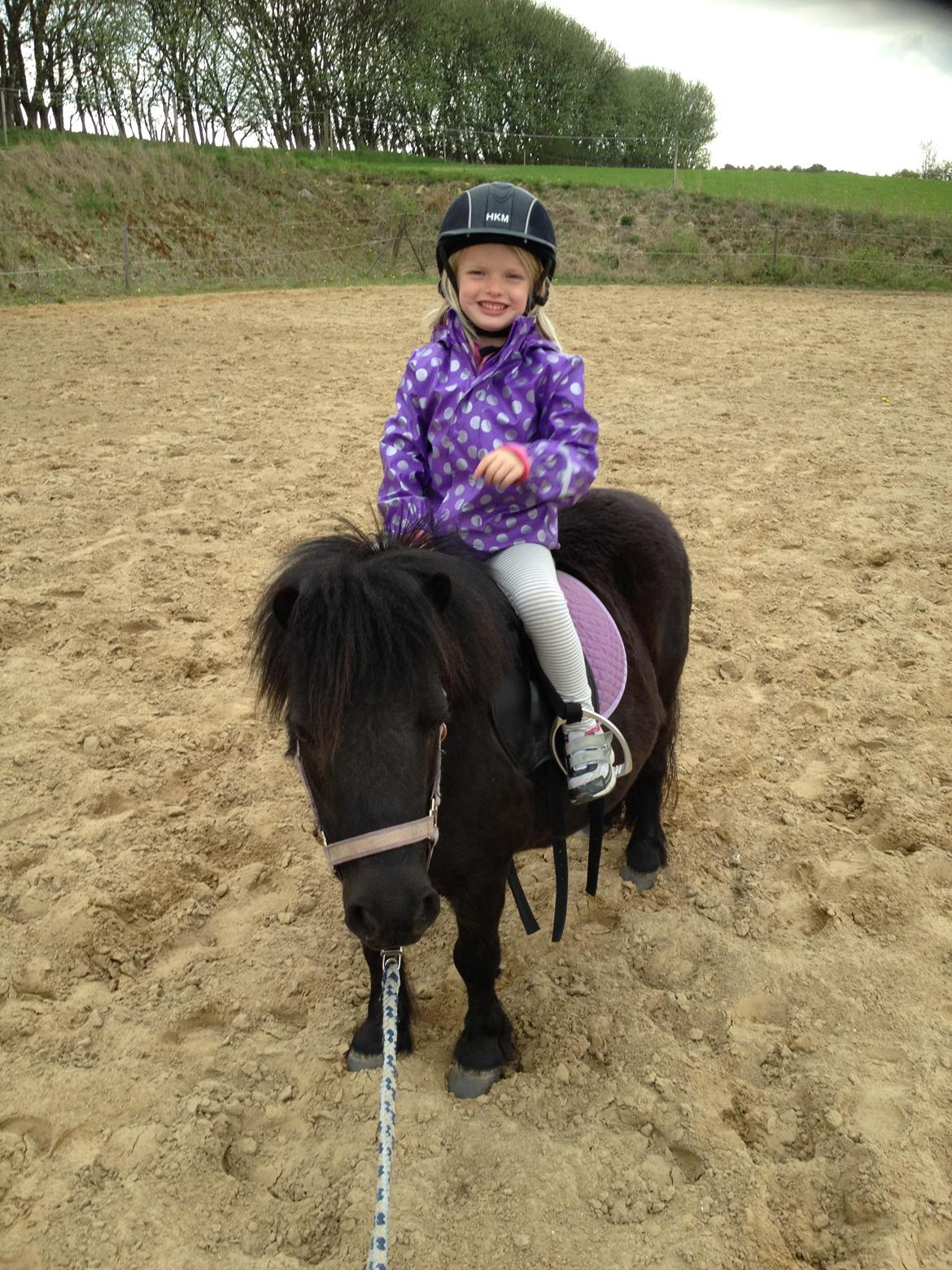 Shetlænder Rikke billede 17