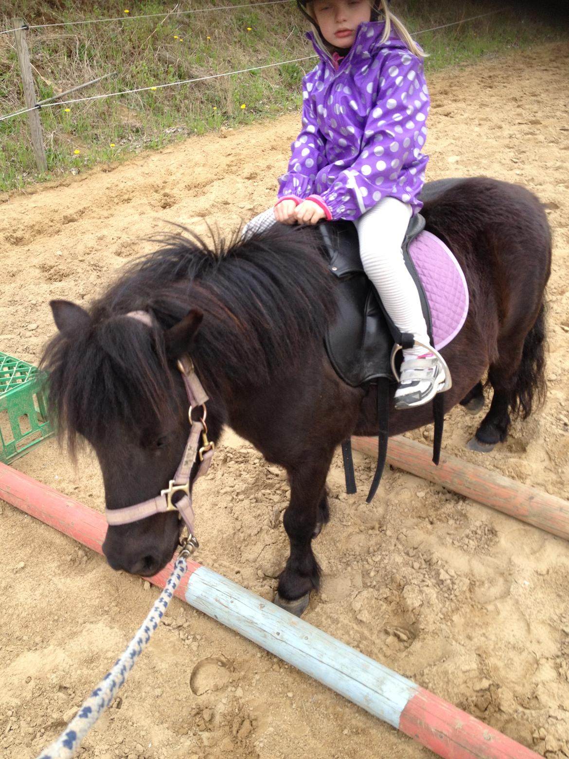 Shetlænder Rikke billede 18