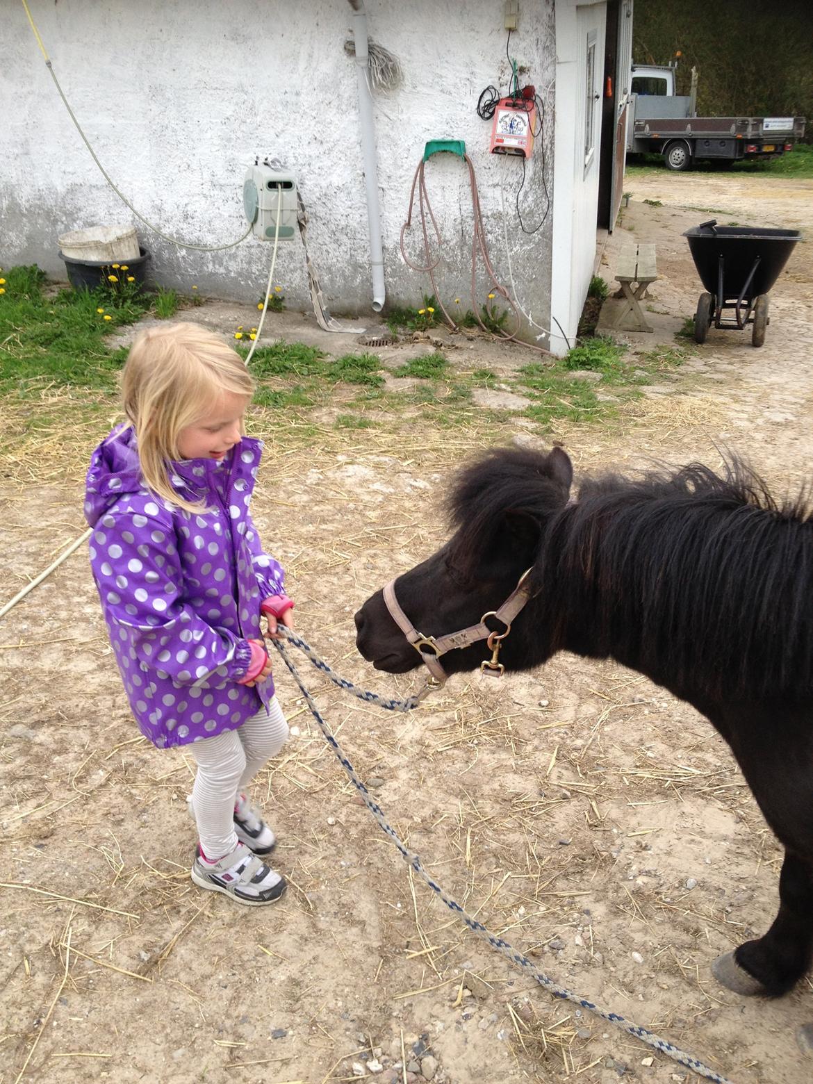 Shetlænder Rikke - Fedt og se det bånd der kan være mellem dyr og børn <3 billede 19