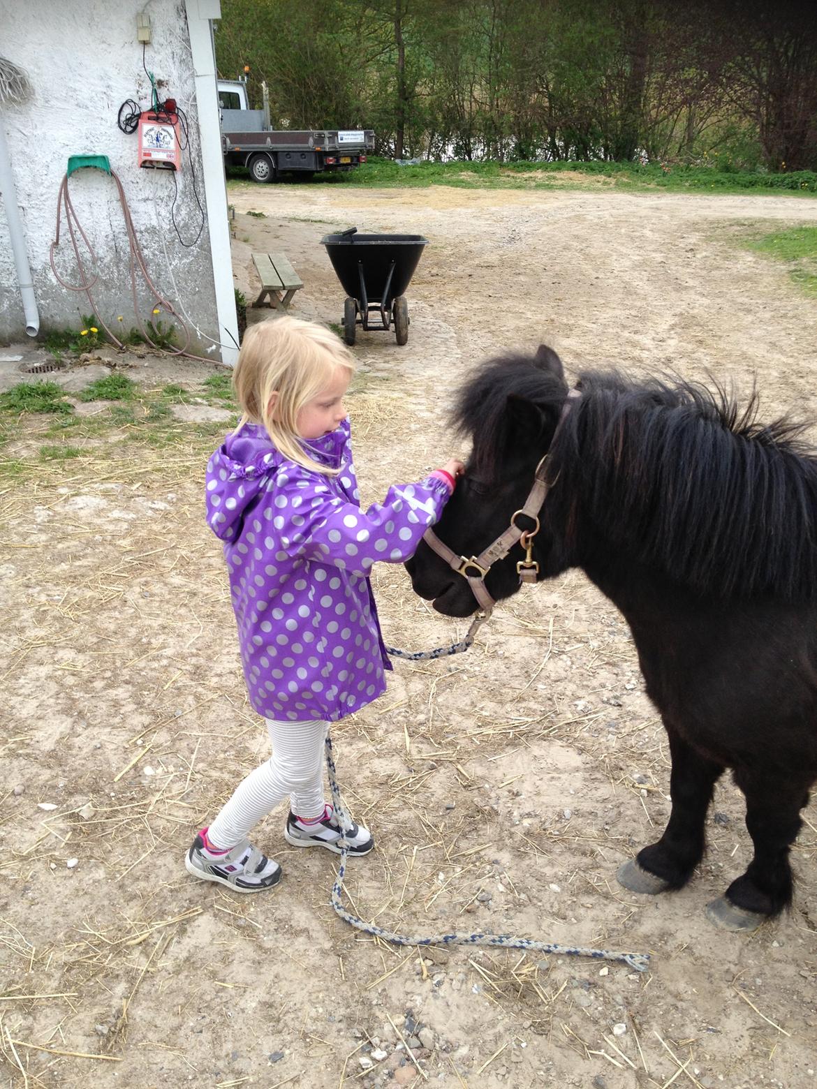 Shetlænder Rikke - De bedste venner :) billede 20