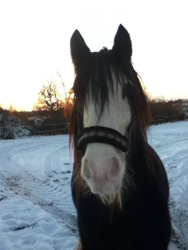 Irish Cob Næbbets Baldrian billede 5