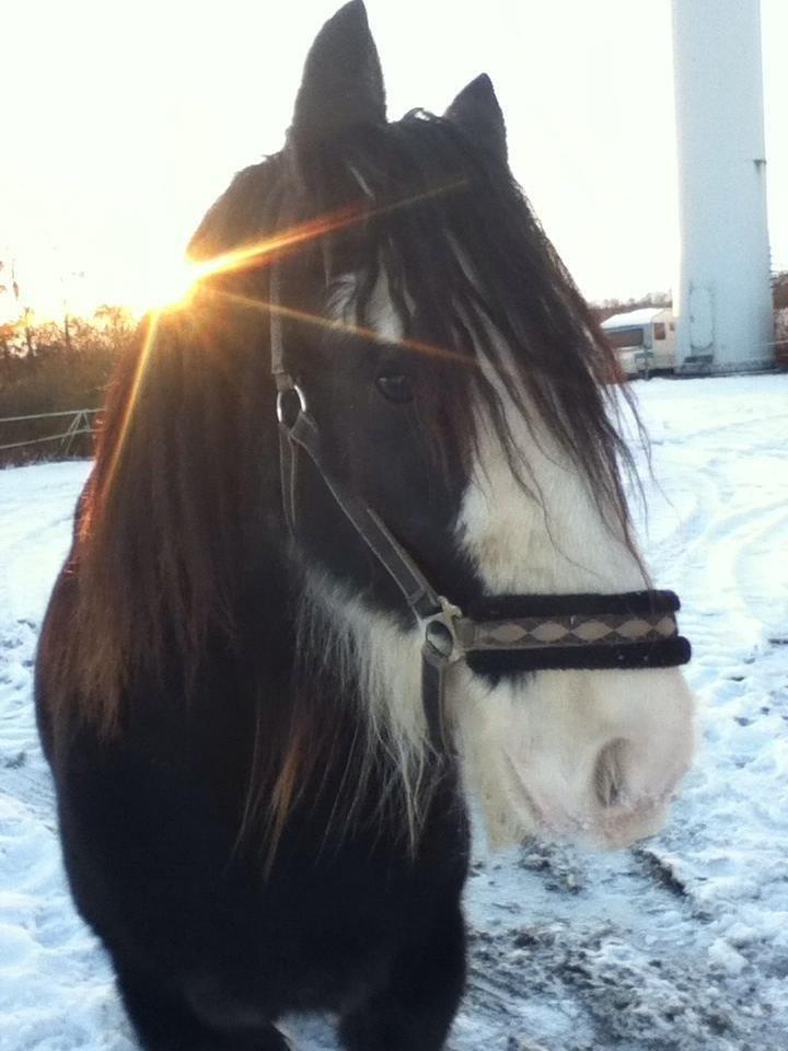 Irish Cob Næbbets Baldrian billede 3