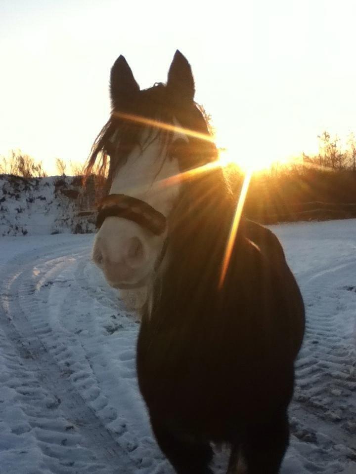 Irish Cob Næbbets Baldrian billede 4