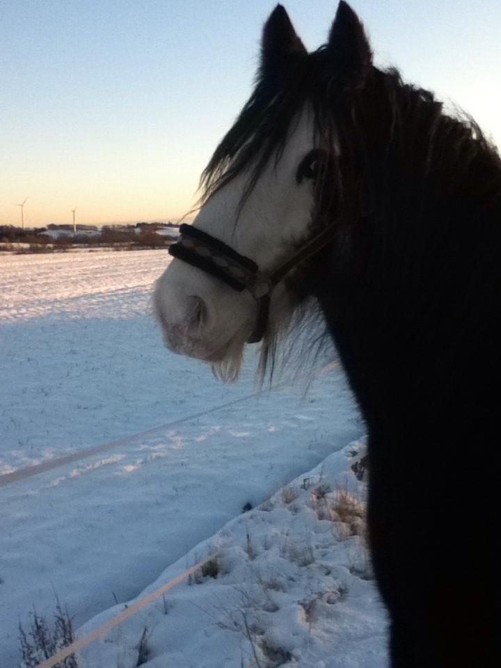 Irish Cob Næbbets Baldrian billede 6