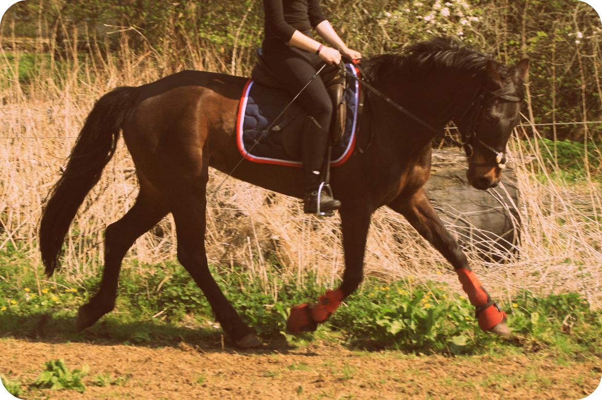 Tysk Sportspony Daalin billede 20