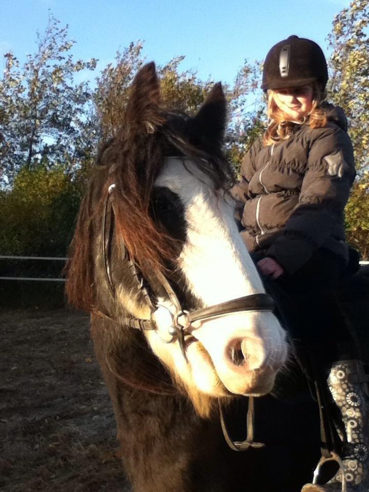 Irish Cob Næbbets Baldrian - Baldrian og min lillesøster:) billede 7
