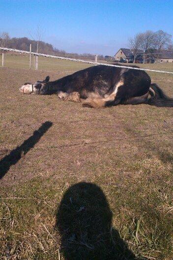 Irish Cob Næbbets Baldrian - Rulle, rulle, rulle!:D billede 8