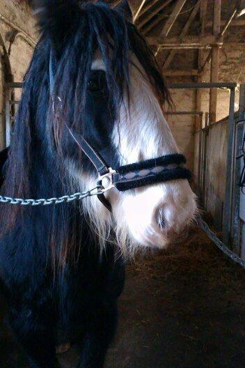 Irish Cob Næbbets Baldrian billede 10