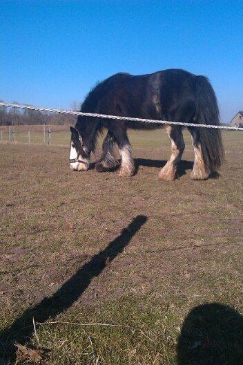 Irish Cob Næbbets Baldrian billede 11