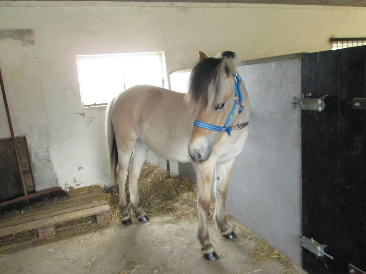 Fjordhest Curious just like me *Smilla* - Smilla på staldgangen <3 billede 38