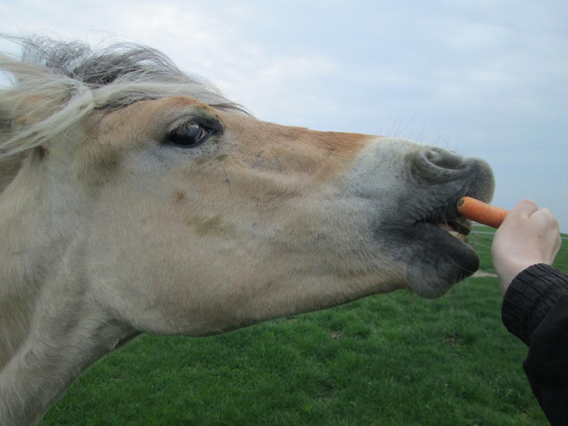 Fjordhest Curious just like me *Smilla* - Haps Haps :P 
11/05-2013 billede 39