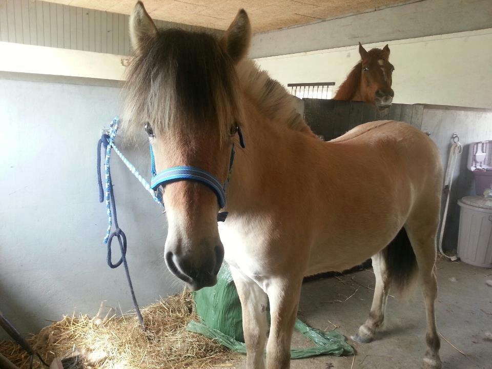 Fjordhest Curious just like me *Smilla* - Smilla fik sin nye grime :) 
09/05-2013 billede 40