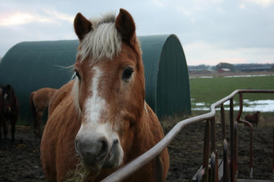 Haflinger Asterix - (4) Sweet :') billede 4