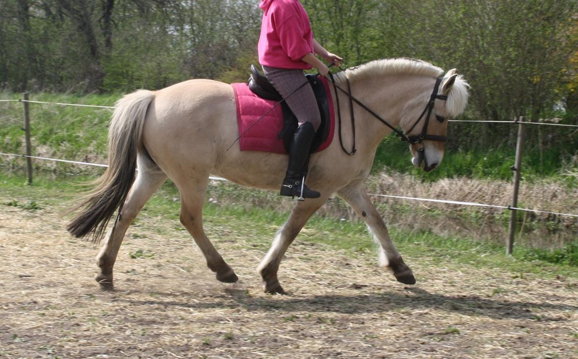Fjordhest Jydegårdens Luna [himmelhest] -  Maj 2013 billede 11