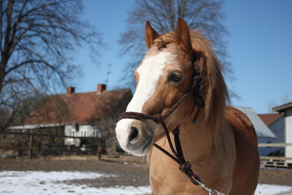 Welsh Mountain (sec A) Tarzan - Kæft du LÆKKER! <3 billede 19