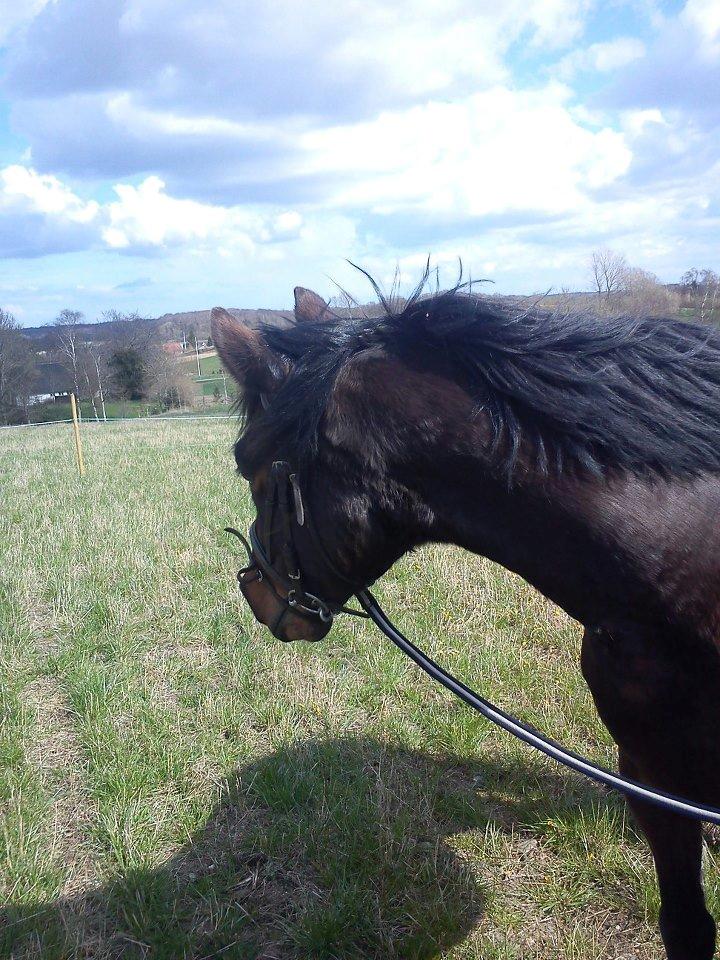 Anden særlig race Nellebjerggård's Bergers BS billede 10