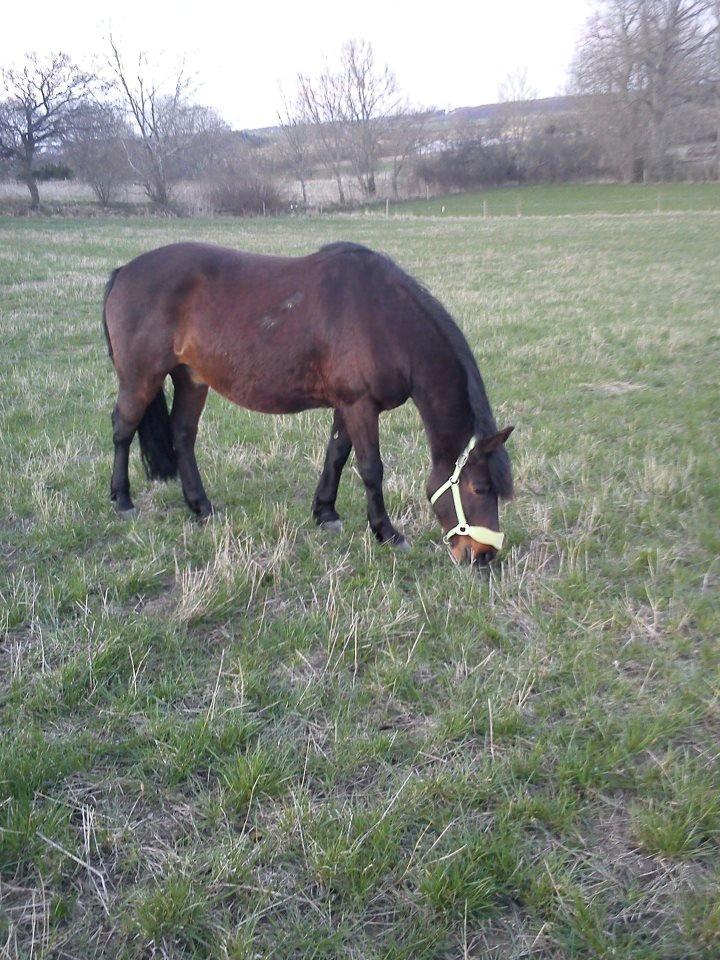 Anden særlig race Nellebjerggård's Bergers BS billede 12