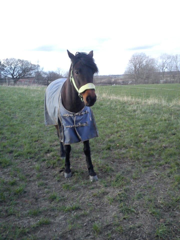 Anden særlig race Nellebjerggård's Bergers BS billede 4