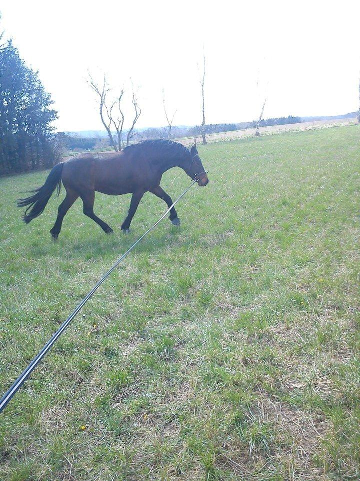 Anden særlig race Nellebjerggård's Bergers BS billede 5