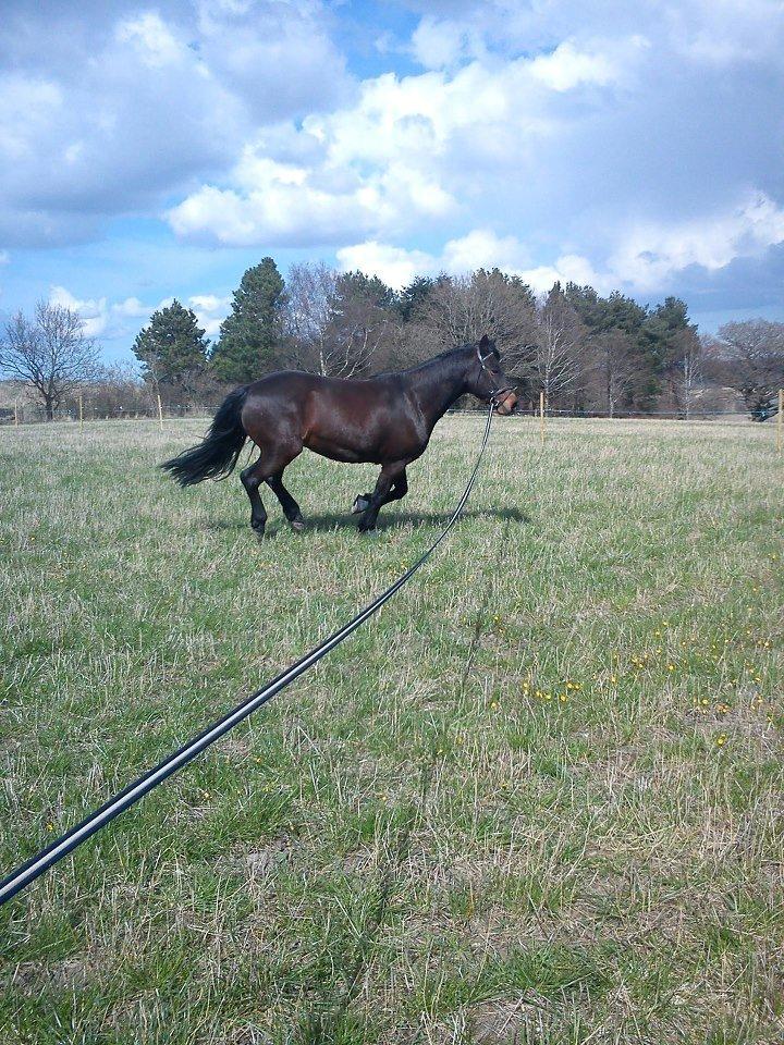 Anden særlig race Nellebjerggård's Bergers BS billede 14