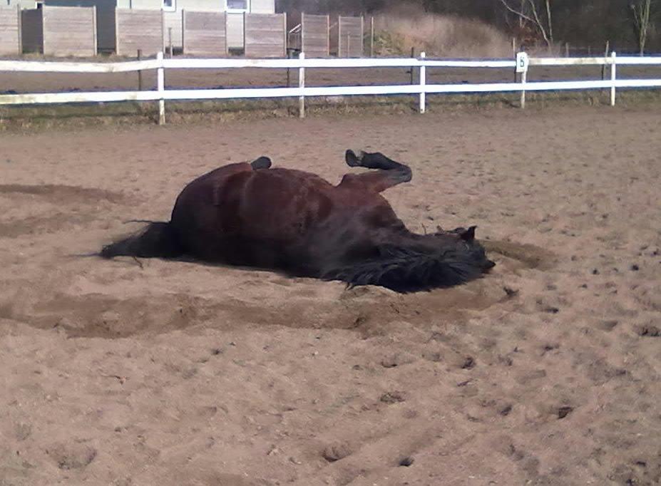 Anden særlig race Nellebjerggård's Bergers BS billede 15