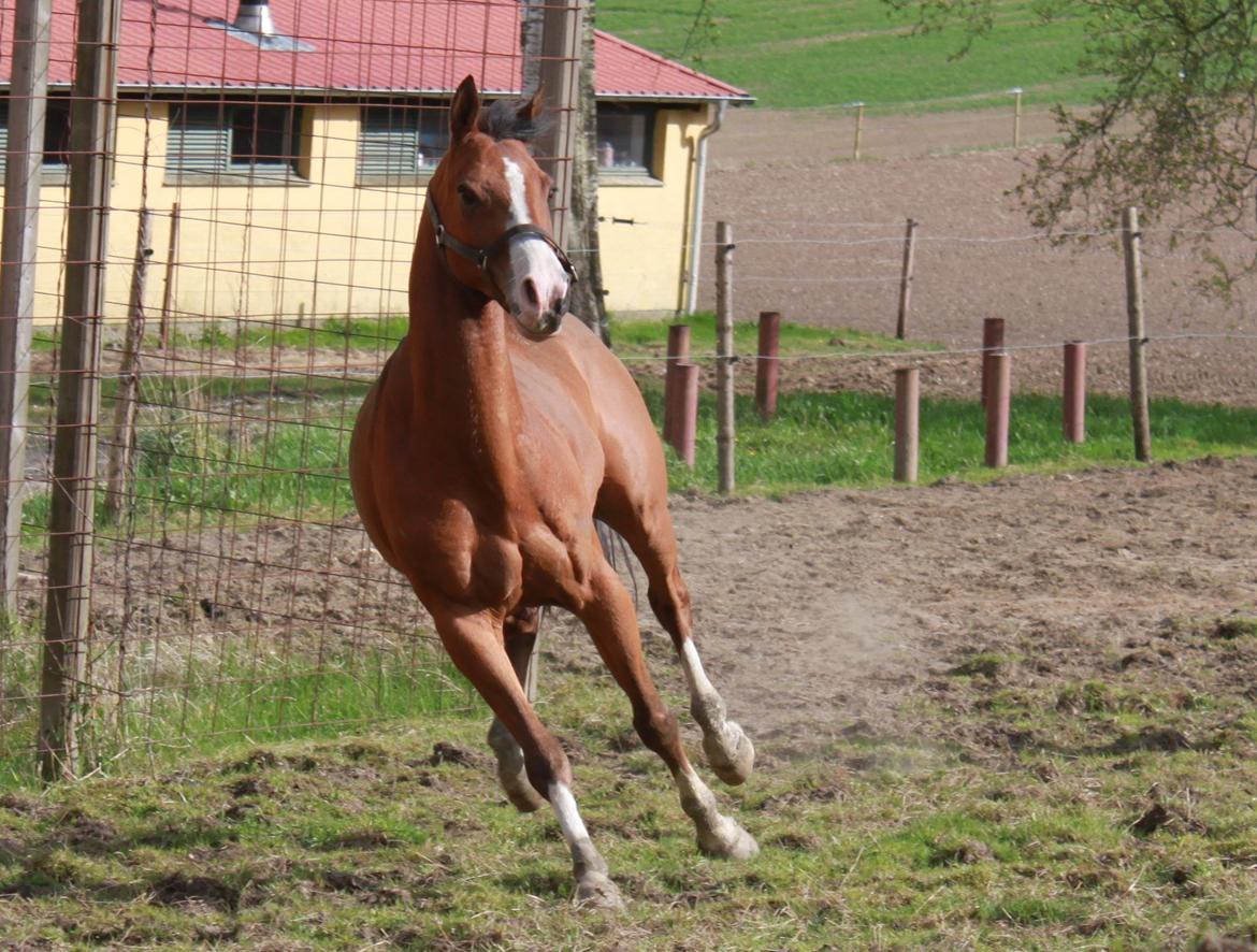 Hollandsk Sportspony Pablo - Han er ikke særlig klog altså:)!(10.05.13) billede 13