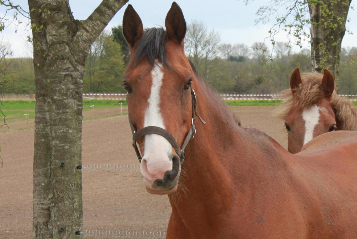 Hollandsk Sportspony Pablo - Smukke Pablo!(10.05.13) billede 17