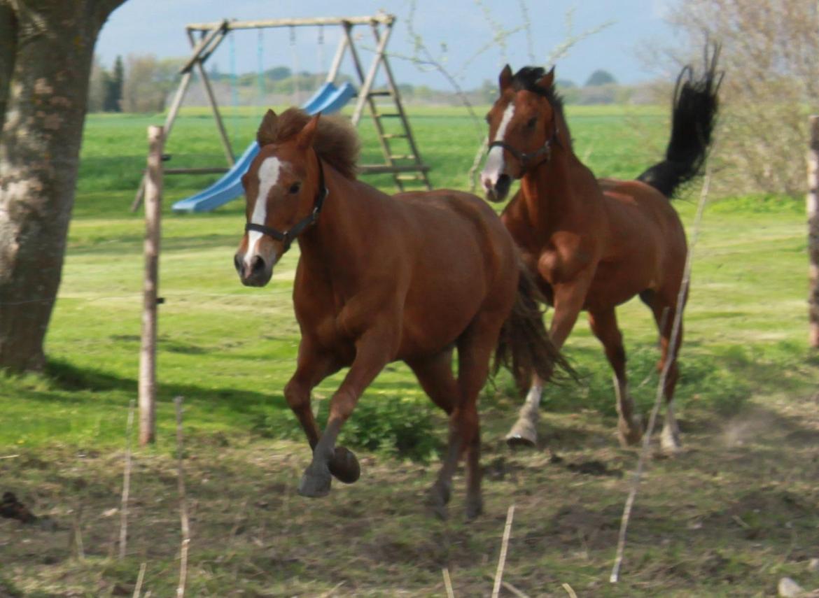 Hollandsk Sportspony Pablo - Go Pablo(10.05.13) billede 12