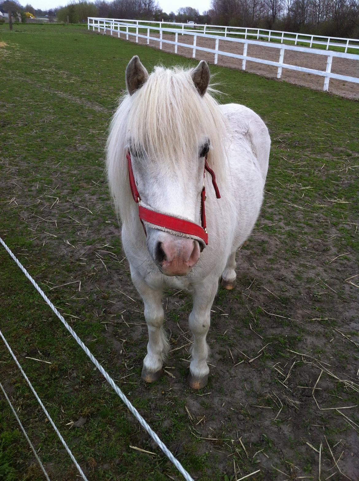 Shetlænder Filur - 11/05-2013 billede 15