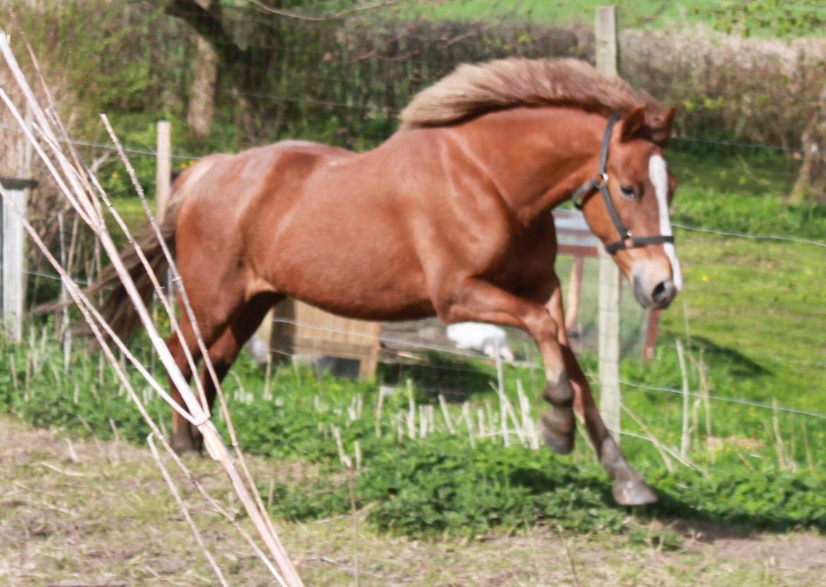 New Forest Flicka! <3 billede 1