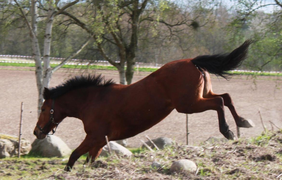 New Forest Selma[Landspony] - Springe, kan hun godt finde ud af!(10.05.13) billede 20