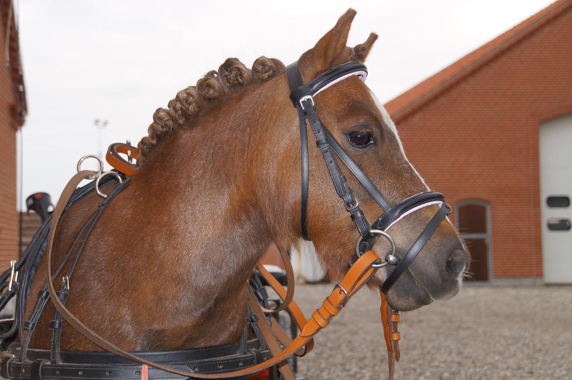 Shetlænder KJÆRSGAARDS AMINA - Fine Amina inden køretur, maj 2013. billede 20