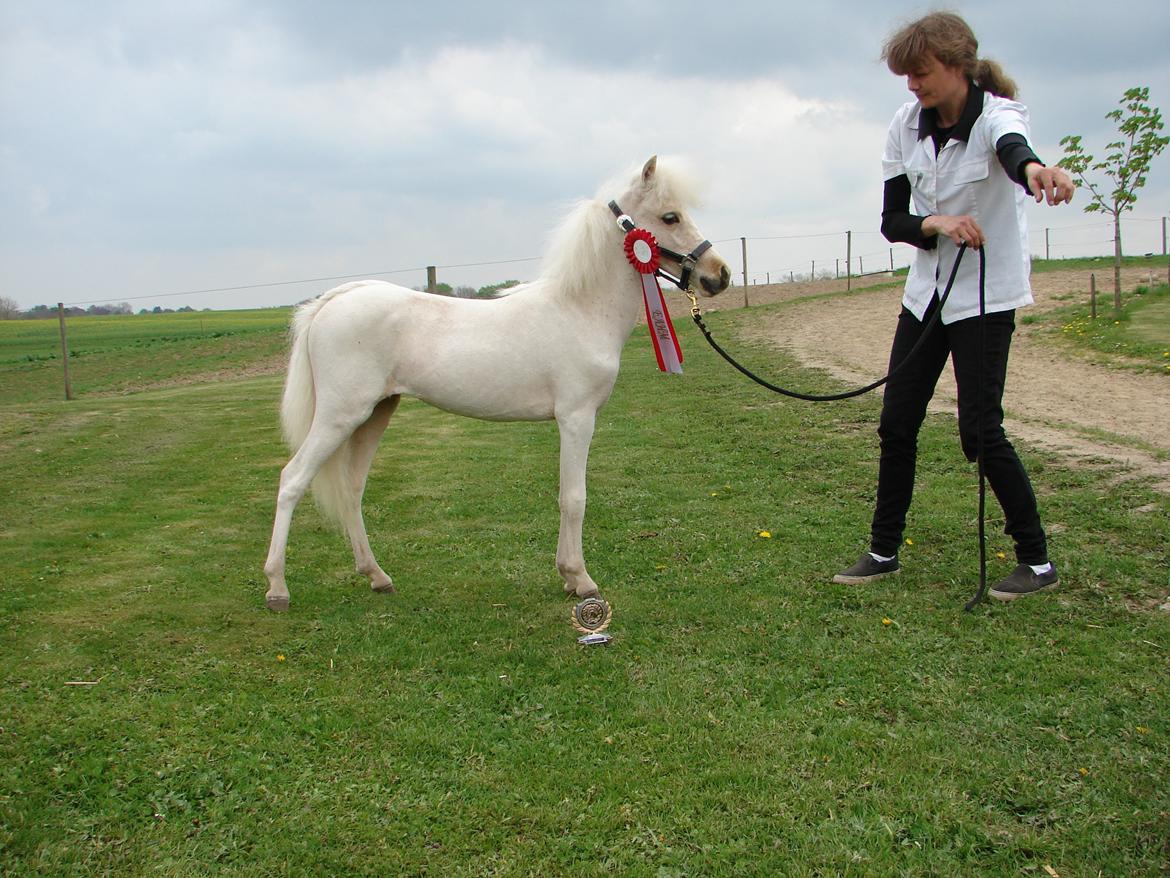 Amerikansk Miniature Marielunds Ballistic Golden Smartgirl - Smartgirl til sit 1 skue, hun var såå dygtig :-) billede 10