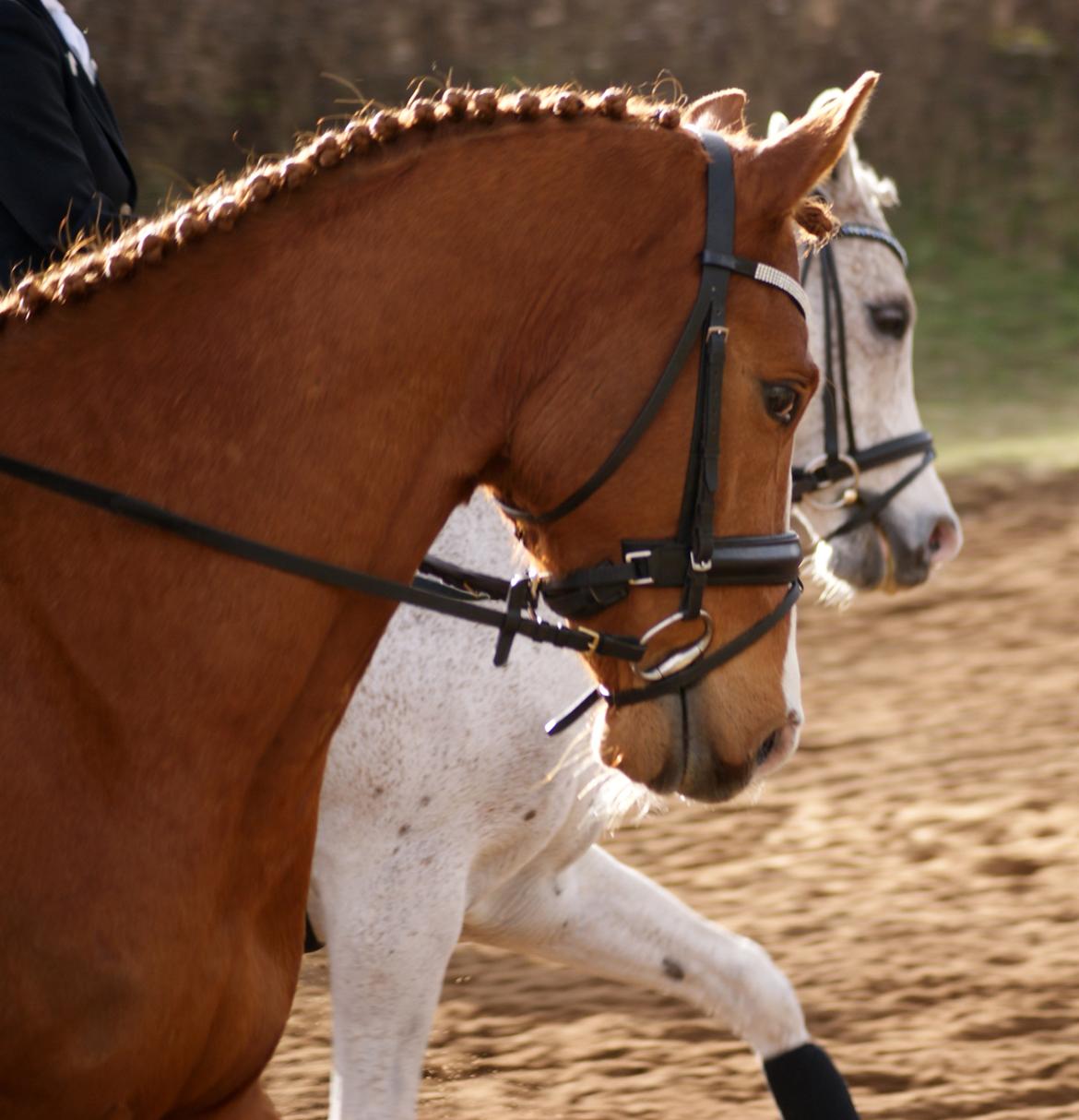 DSP Palle Prut - Prutten <3 billede 5