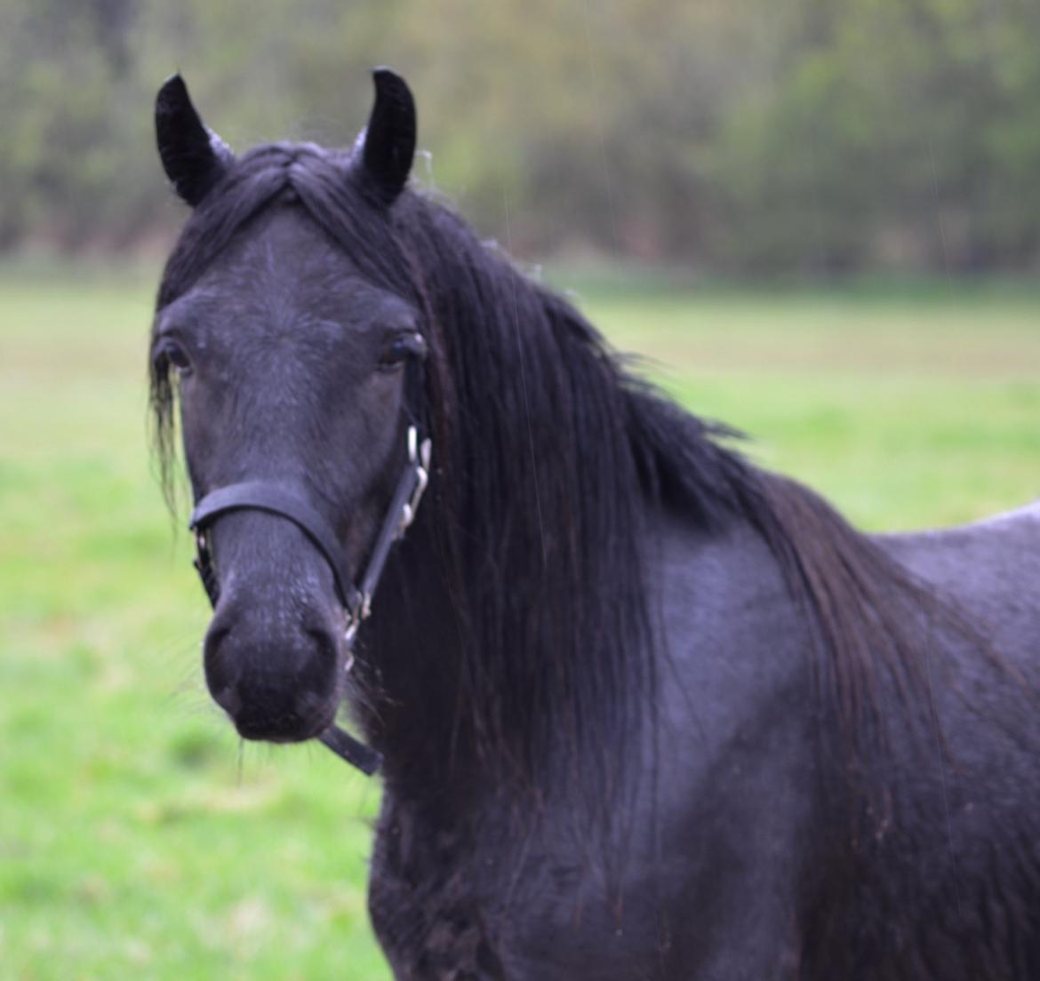 Fell pony Strandgaardens Black Jack - Lille våde pony. :-) Bemærk den nydelige midterskilling... *GG* billede 14