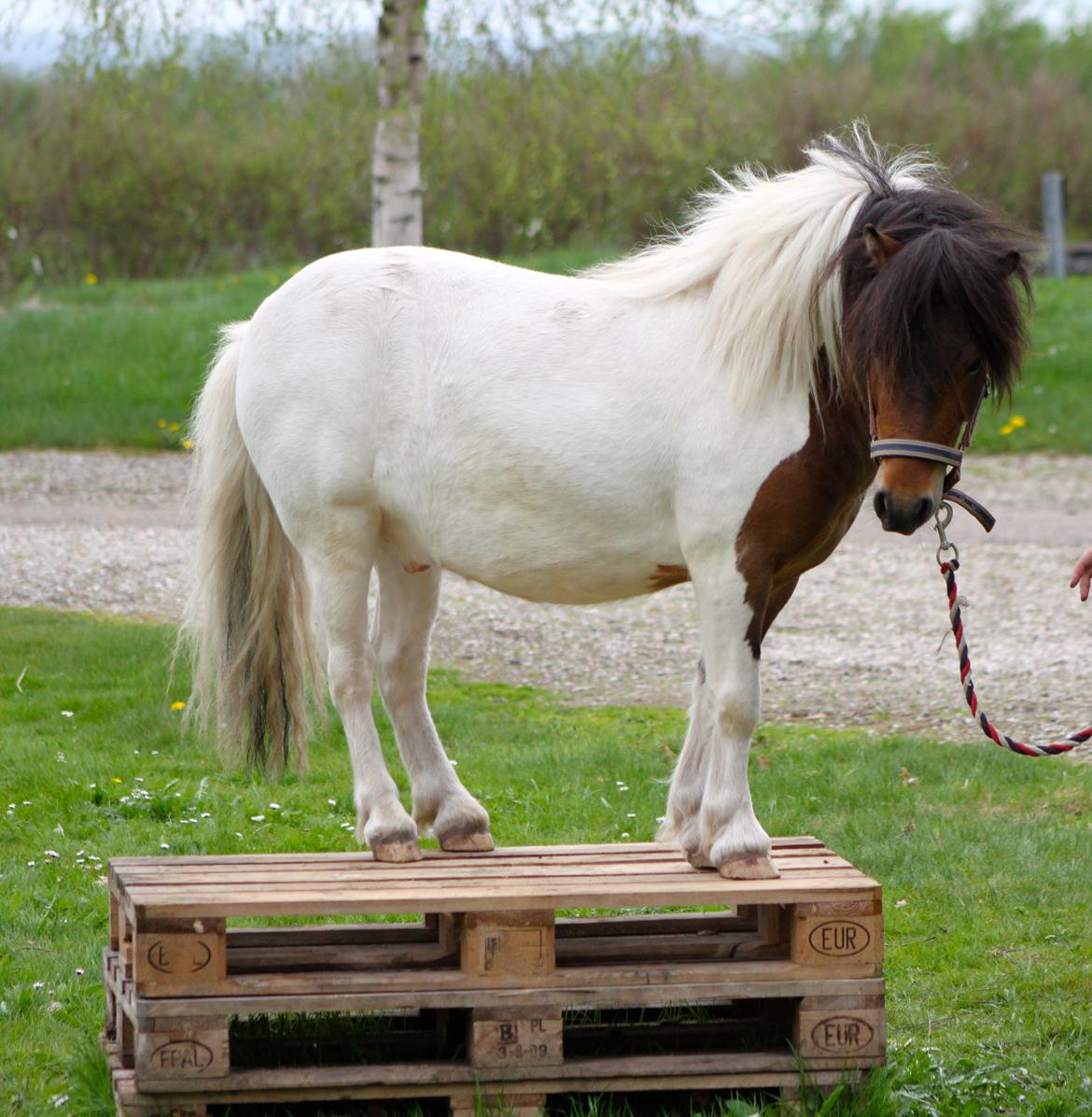 Shetlænder Incredible Dark Design (Indi) - Indi som 4 års. billede 11