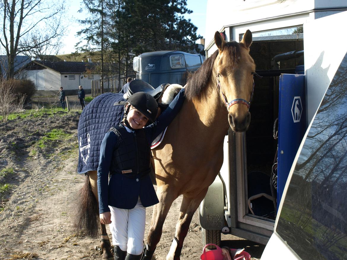 Irsk Sportspony Munsboro Cross billede 6