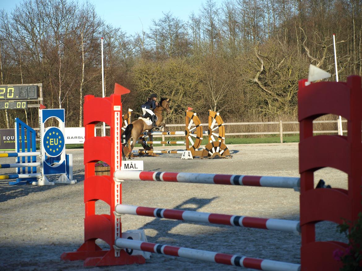 Irsk Sportspony Munsboro Cross billede 7