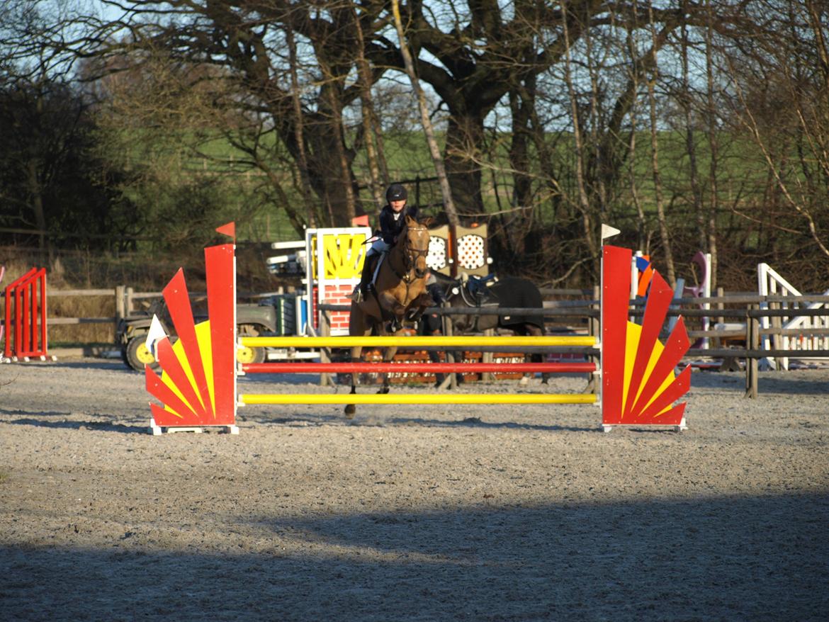 Irsk Sportspony Munsboro Cross billede 8