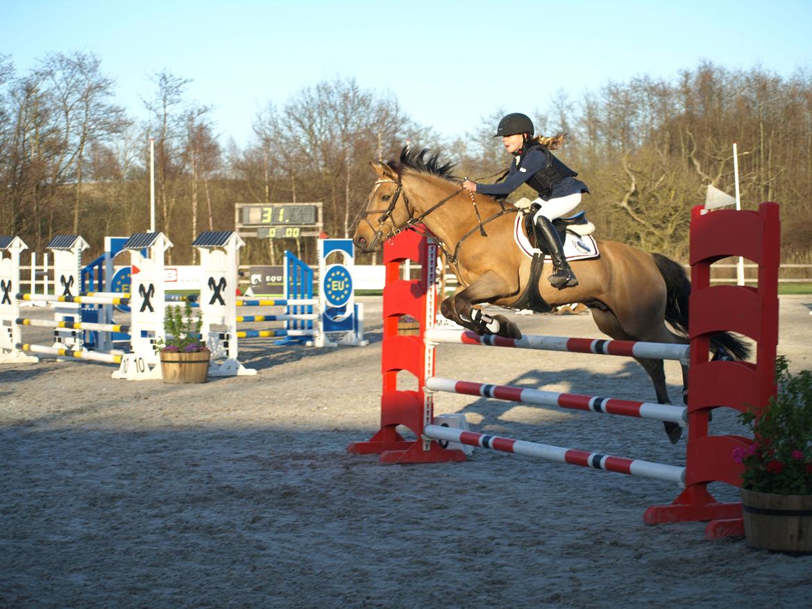 Irsk Sportspony Munsboro Cross billede 9